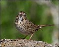 _5SB9835 lincolns sparrow